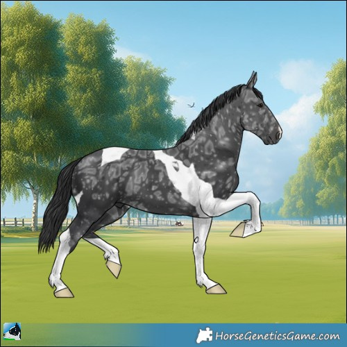 Horse Color:Black Ice Mushroom Tobiano 