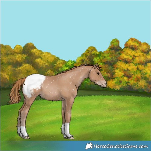 Horse Color:Black Pearl Appaloosa