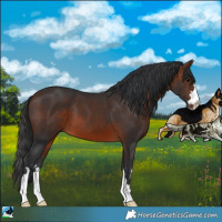 Horse Color:Brown 