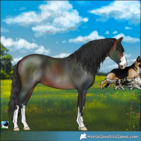 Horse Color:Brown 