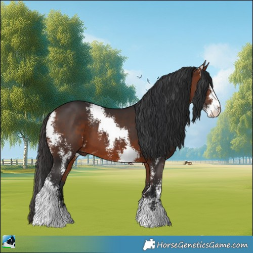 Horse Color:Bay Sabino 