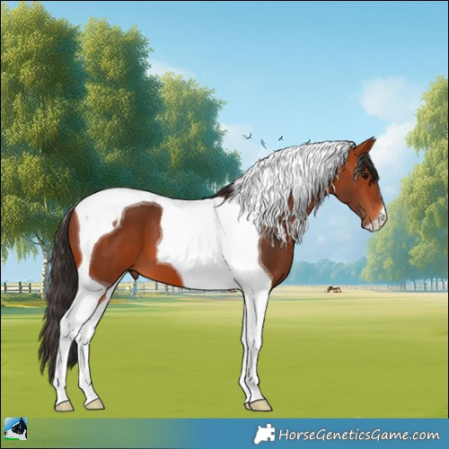 Horse Color:Bay Tobiano 