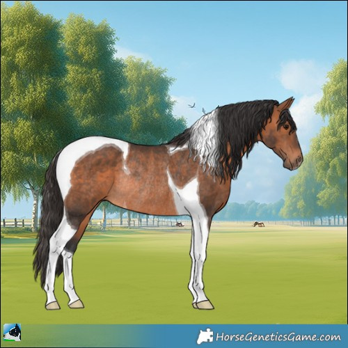 Horse Color:Bay Tobiano Rabicano