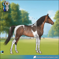 Horse Color:Bay Tobiano Rabicano