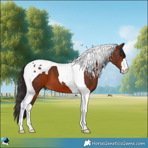 Horse Color:Bay Tobiano 