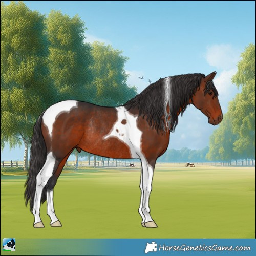 Horse Color:Brown Tobiano Rabicano 