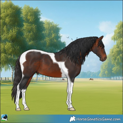 Horse Color:Bay Tobiano 