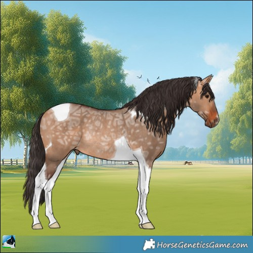 Horse Color:Bay Ice Dun Tobiano Rabicano 
