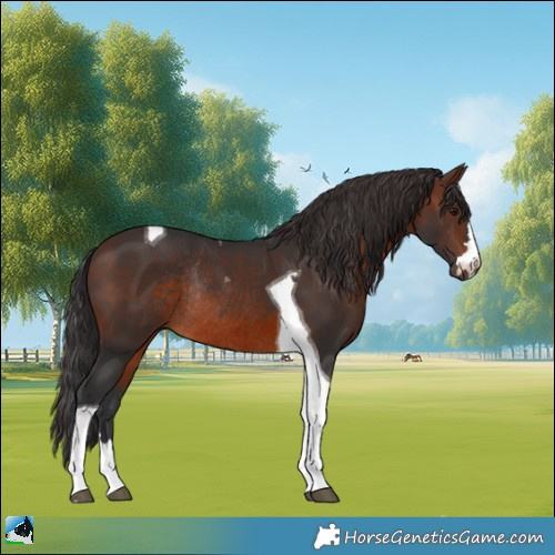 Horse Color:Brown Mushroom Tobiano Rabicano 