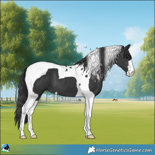 Horse Color:Black Mushroom Tobiano 