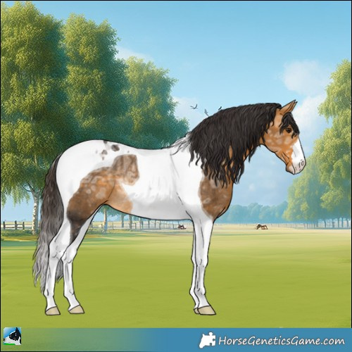 Horse Color:Buckskin Ice Tobiano Rabicano 