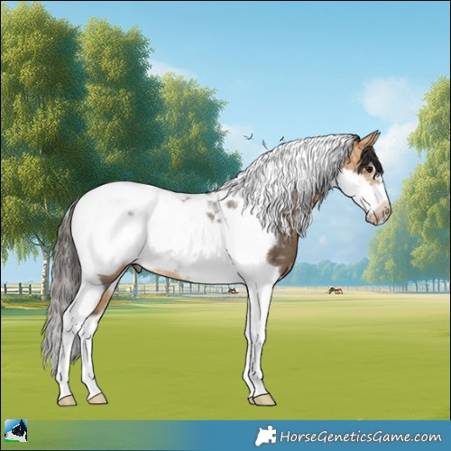 Horse Color:Buckskin Ice Tobiano Frame Rabicano 