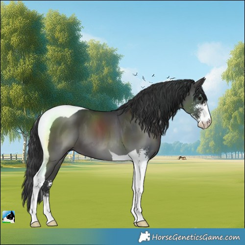 Horse Color:Black Sabino Tobiano 
