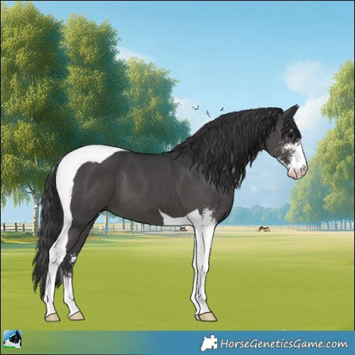 Horse Color:Black Sabino Tobiano