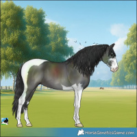 Horse Color:Black Sabino Tobiano 