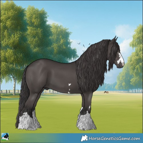 Horse Color:Smoky Black 