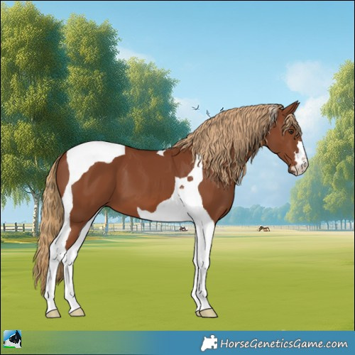 Horse Color:Chestnut Tobiano 
