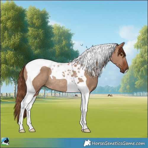Horse Color:Red Dun Tobiano Rabicano