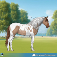 Horse Color:Red Dun Tobiano Rabicano 