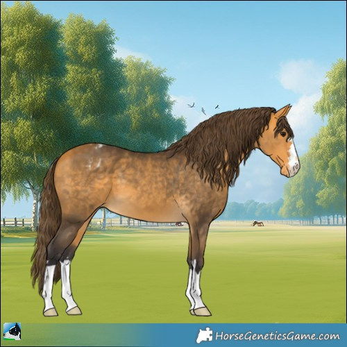 Horse Color:Buckskin Blanket 