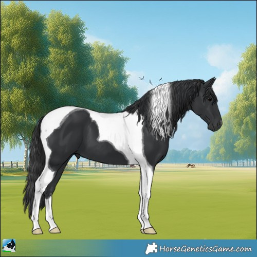 Horse Color:Black Tobiano 