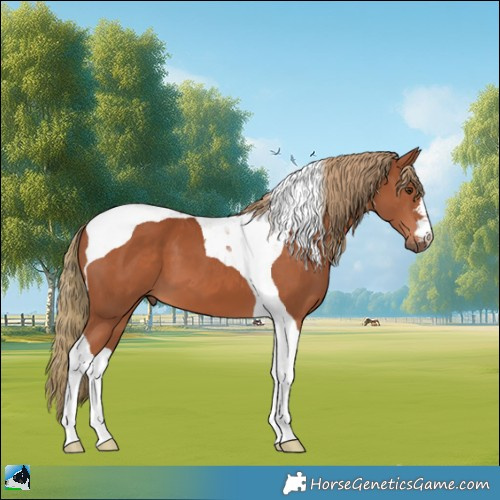 Horse Color:Chestnut Tobiano 
