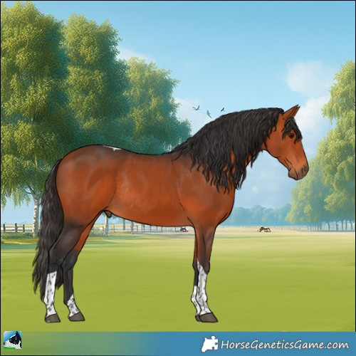 Horse Color:Bay Tobiano Rabicano 