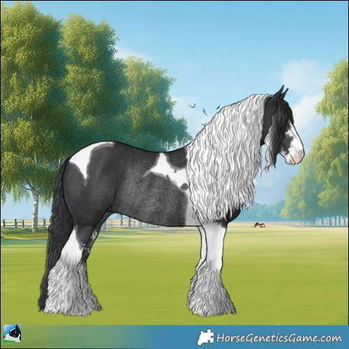 Horse Color:Black Sabino Tobiano Rabicano 