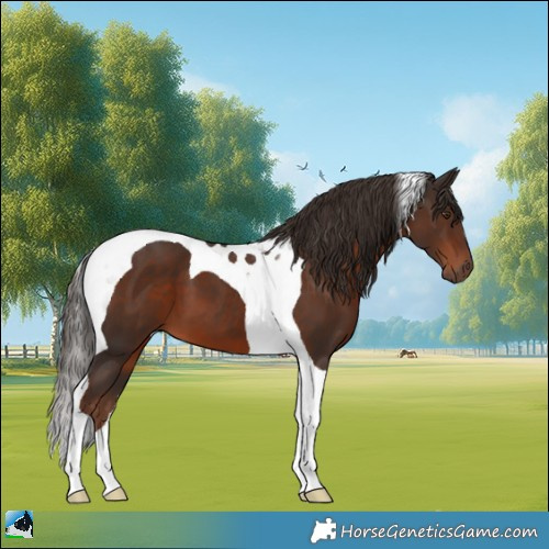 Horse Color:Liver Chestnut Tobiano 