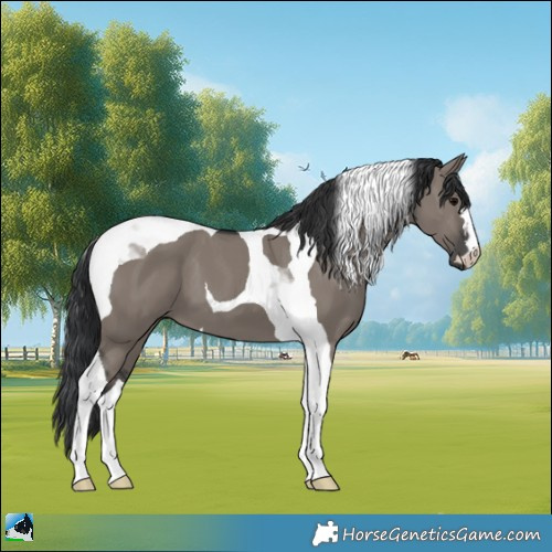 Horse Color:Grullo Tobiano