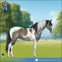 Horse Color:Grullo Tobiano