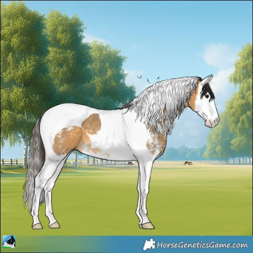Horse Color:Buckskin Sabino Splash Tobiano 