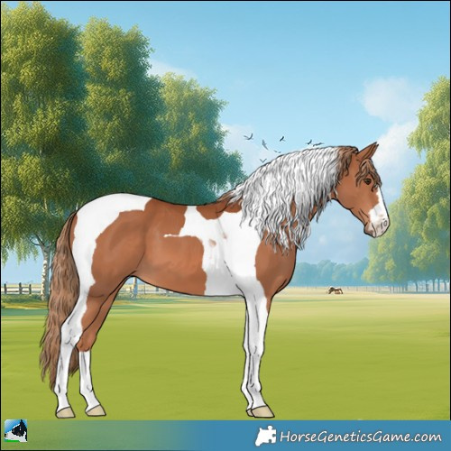 Horse Color:Chestnut Tobiano 
