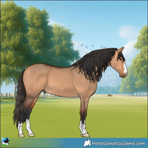 Horse Color:Bay Dun 