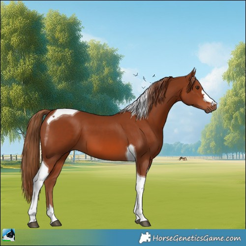 Horse Color:Chestnut Tobiano 