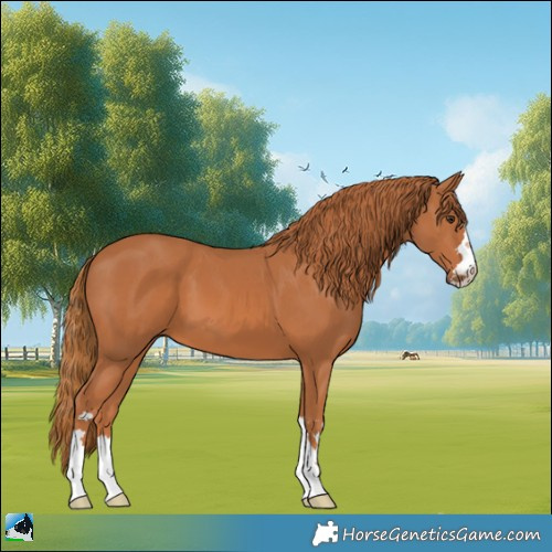 Horse Color:Chestnut 