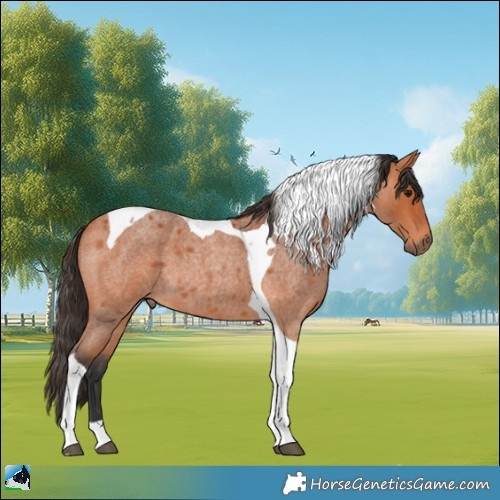 Horse Color:Bay Roan Tobiano 