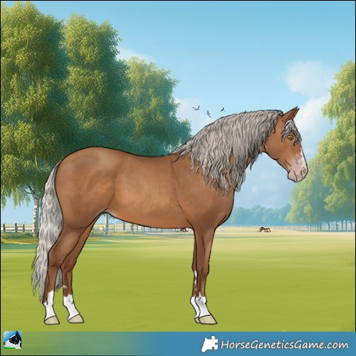 Horse Color:Gray Silver Sable Champagne 