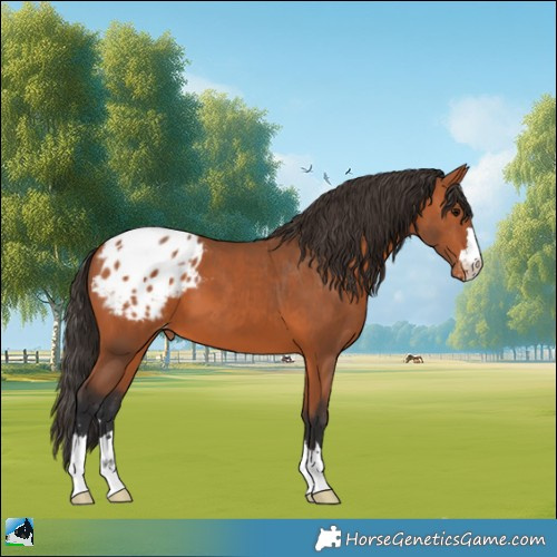 Horse Color:Bay Appaloosa 