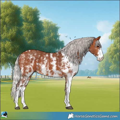 Horse Color:Silver Bay Sabino Rabicano 