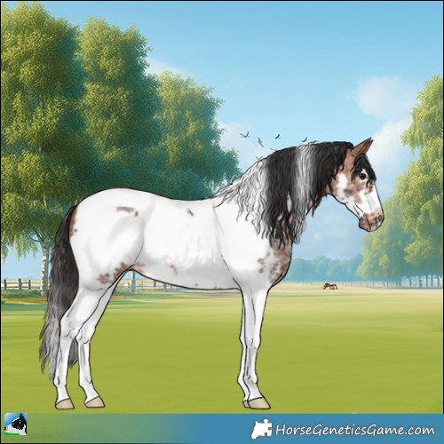 Horse Color:Bay Sabino Tobiano Frame Rabicano 