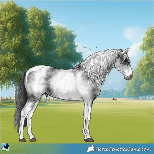 Horse Color:Gray White Spotted Black Tobiano 