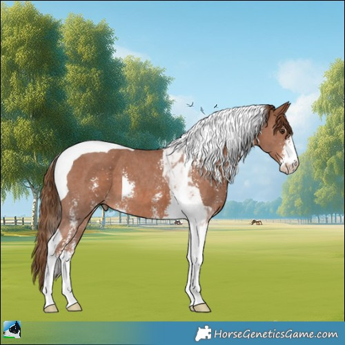 Horse Color:Chestnut Sabino Tobiano 