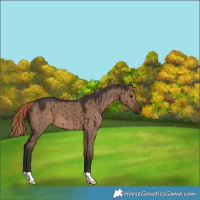 Horse Color:Liver Red Dun Brindle 
