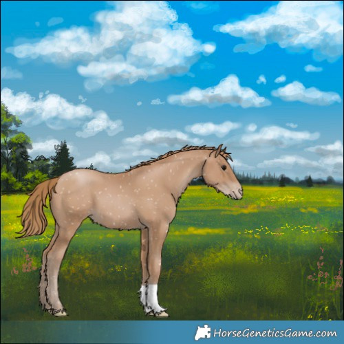 Horse Color:Black Pearl Snowflake Varnish 