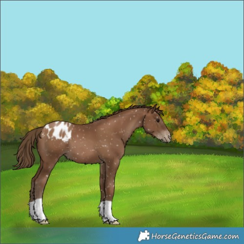 Horse Color:Gray Black Pearl Appaloosa 