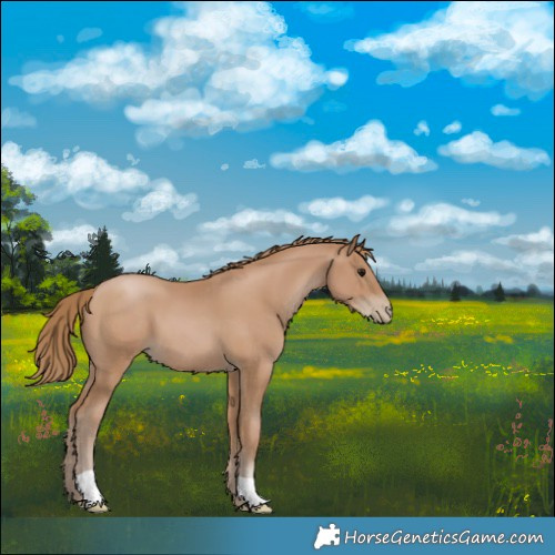 Horse Color:Black Pearl