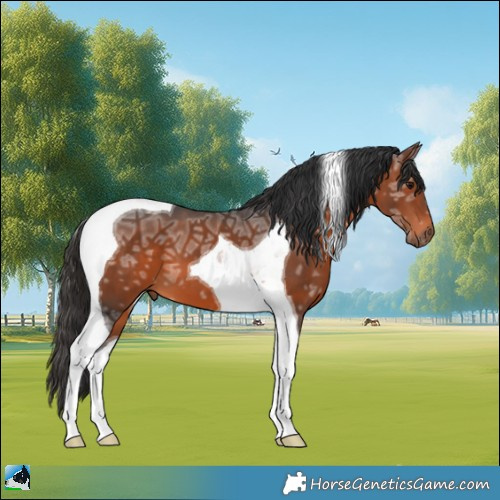 Horse Color:Brown Ice Tobiano 