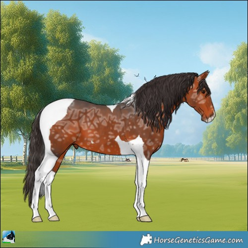 Horse Color:Bay Ice Tobiano 