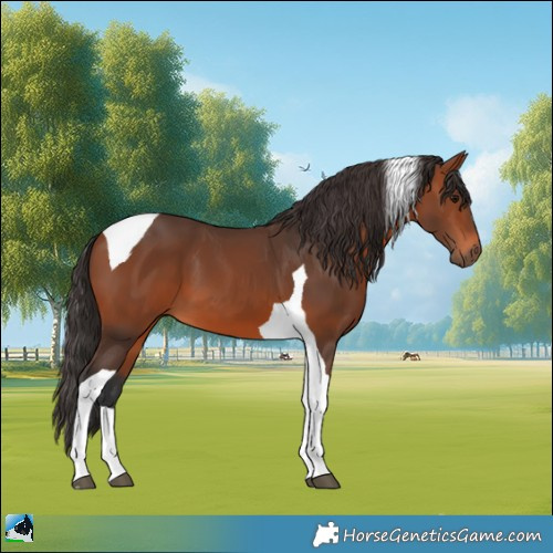 Horse Color:Bay Tobiano 